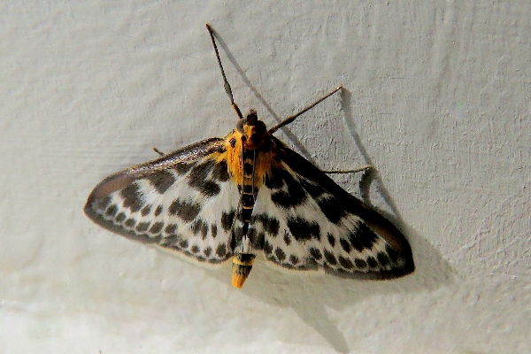 Photo of Anania hortulata by Val George